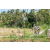 Team 62 / Raid l'Arbre Vert Amazones Bali - VTT