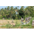 Team 71 / Raid l'Arbre Vert Amazones Bali - VTT