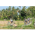 Team 71 / Raid l'Arbre Vert Amazones Bali - VTT