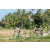 Team 54 / Raid l'Arbre Vert Amazones Bali - VTT