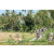 Team 45 / Raid l'Arbre Vert Amazones Bali - VTT