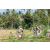 Team 45 / Raid l'Arbre Vert Amazones Bali - VTT