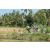 Team 29 / Raid l'Arbre Vert Amazones Bali - VTT