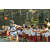 Team 08 / Raid l'Arbre Vert Amazones Bali - VTT