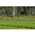 Team 35 / Raid l'Arbre Vert Amazones Bali - VTT