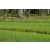 Team 17 / Raid l'Arbre Vert Amazones Bali - VTT