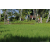 Team 41 / Raid l'Arbre Vert Amazones Bali - VTT