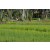 Team 22 / Raid l'Arbre Vert Amazones Bali - VTT