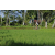 Team 22 / Raid l'Arbre Vert Amazones Bali - VTT