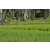 Team 40 / Raid l'Arbre Vert Amazones Bali - VTT