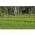 Team 10 / Raid l'Arbre Vert Amazones Bali - VTT