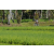 Team 28 / Raid l'Arbre Vert Amazones Bali - VTT