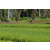 Team 05 / Raid l'Arbre Vert Amazones Bali - VTT