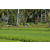 Team 19 / Raid l'Arbre Vert Amazones Bali - VTT
