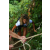 Team 26 / Raid l'Arbre Vert Amazones Bali - Trek
