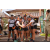 Team 41 / Raid l'Arbre Vert Amazones Bali - Trek