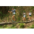 Team 39 / Raid l'Arbre Vert Amazones Bali - Trek
