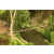 Team 16 / Raid l'Arbre Vert Amazones Bali - Trek