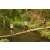 Team 26 / Raid l'Arbre Vert Amazones Bali - Trek