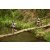 Team 24 / Raid l'Arbre Vert Amazones Bali - Trek