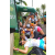 Team 66 / Raid l'Arbre Vert Amazones Bali - Trek