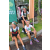 Team 37 / Raid l'Arbre Vert Amazones Bali - Trek