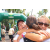 Team 35 / Raid l'Arbre Vert Amazones Bali - Trek