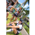 Team 24 / Raid l'Arbre Vert Amazones Bali - Trek