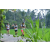 Team 65 / Raid l'Arbre Vert Amazones Bali - Trek