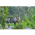 Team 29 / Raid l'Arbre Vert Amazones Bali - Trek