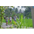 Team 71 / Raid l'Arbre Vert Amazones Bali - Trek