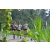 Team 54 / Raid l'Arbre Vert Amazones Bali - Trek