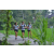 Team 45 / Raid l'Arbre Vert Amazones Bali - Trek