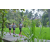 Team 20 / Raid l'Arbre Vert Amazones Bali - Trek