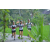 Team 32 / Raid l'Arbre Vert Amazones Bali - Trek