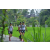 Team 21 / Raid l'Arbre Vert Amazones Bali - Trek