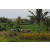 Team 67 / Raid l'Arbre Vert Amazones Bali - Trek