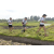 Team 63 / Raid l'Arbre Vert Amazones Bali - Trek