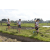 Team 41 / Raid l'Arbre Vert Amazones Bali - Trek