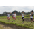 Team 36 / Raid l'Arbre Vert Amazones Bali - Trek
