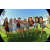 Team 19 / Raid Amazones Californie