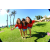 Team 38 / Raid Amazones Californie