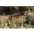 Raid Amazones Californie