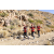 Team 12 / Raid Amazones Californie