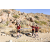 Team 14 / Raid Amazones Californie