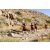 Team 21 / Raid Amazones Californie