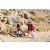 Team 29 / Raid Amazones Californie