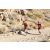 Team 43 / Raid Amazones Californie