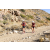 Team 44 / Raid Amazones Californie