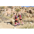 Team 48 / Raid Amazones Californie